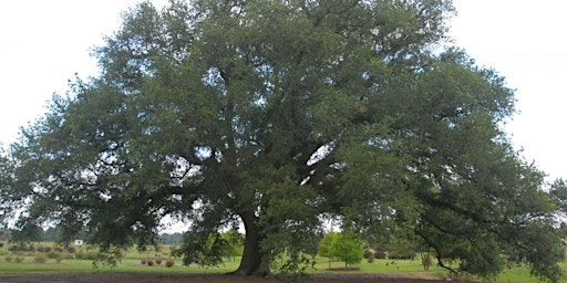 Image principale de Plants With Historic or Cultural Significance