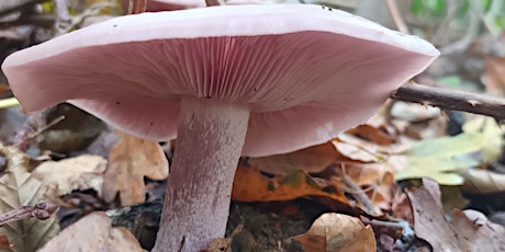 Mushroom Identification Certification Online Course
