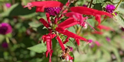 Primaire afbeelding van Plants That are Edible and Ornamental