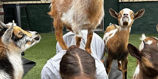 Goat Yoga Houston Christian Tailgate Kirby Saturday March 30th 10AM primary image