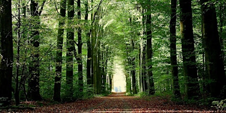 The forests south of Leuven (a 22km hike) primary image