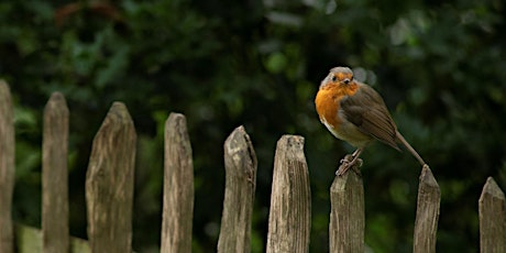 Birds in the Park - Children's holiday activity primary image