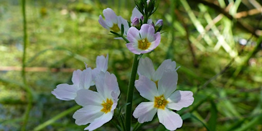 Imagem principal do evento Norfolk Commons Week - Wildflower wander (EDU OTHER)