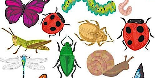 Minibeast hunting at Hartshill Hayes Country Park primary image
