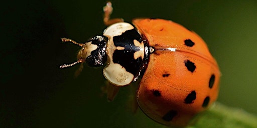 Hauptbild für Norfolk Commons Week - Family event - Marvellous minibeasts  (EDU FAMILY)