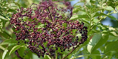 Landscape Plants with Medicinal Value primary image