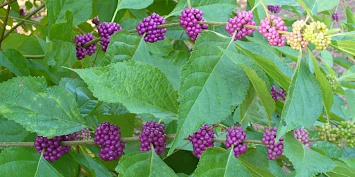 Hauptbild für Berries, Twigs & Other Unappreciated Attributes