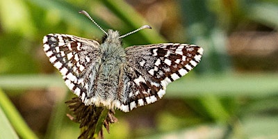 Hauptbild für Volunteer celebration - Skippers at Fineshades with Suzannah O'Riordan