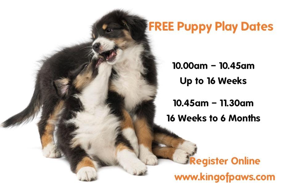 Puppy Play Dates 2020-(16 Weeks Up to 6 Months Old)