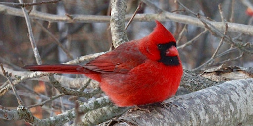 Hauptbild für Beginner Bird Walk