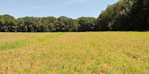 Hauptbild für Summer Saunters: Bronson Field Pollinator Meadow at Hidden Valley Preserve