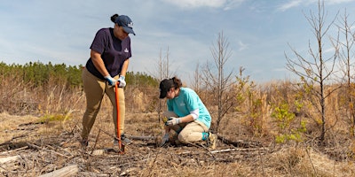 Imagem principal de Atlantic White Cedar Tree Planting & Maintenance