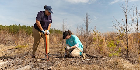 Atlantic White Cedar Tree Planting & Maintenance