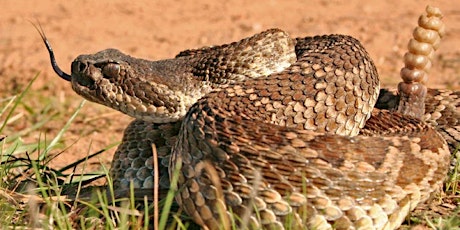 2024 Rattlesnake, Porcupine and Skunk Avoidance Training for Dogs Workshop