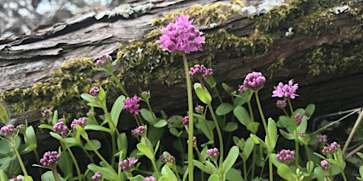 Hauptbild für Community Hike: Early Spring Wildflowers