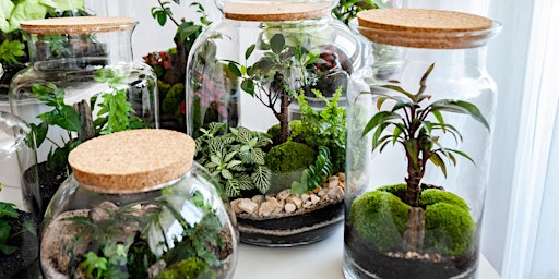 Mini Closed Terrariums primary image