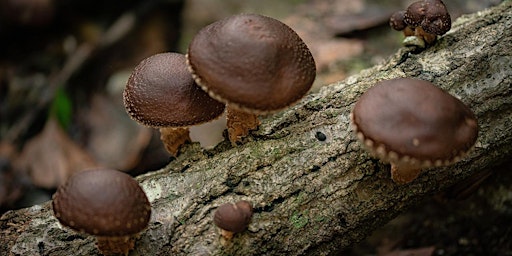 Mushroom Log Workshop primary image