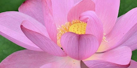 THE JEWEL IN THE LOTUS - Reiki Healing & Gong + Crystal Bowls Sound Healing