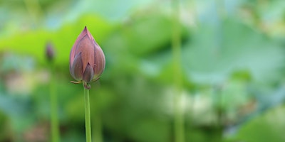 GROUNDING GONGS + TIBETAN BOWLS + FLUTE: ROOT CHAKRA  primärbild