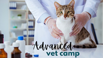 Advanced Vet Camp primary image
