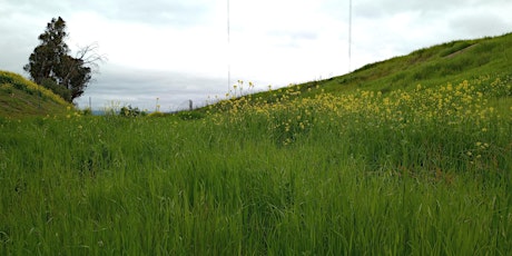 Primaire afbeelding van Coyote Meadows BioBlitz