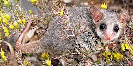Pygmy Possum Patch (2nd Sunday of the month 1pm - 4pm)