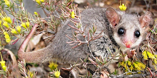 Imagem principal do evento Pygmy Possum Patch (2nd Sunday of the month 1pm - 4pm)