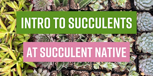 Hauptbild für Intro to Succulents Workshop