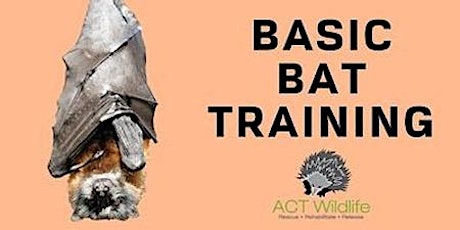 Basic Bat Training