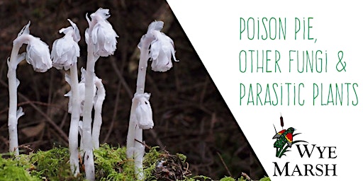 Poison Pie, Other  Fungi, & Parasitic Plants