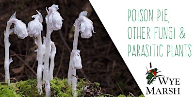 Poison Pie, Other  Fungi, & Parasitic Plants primary image
