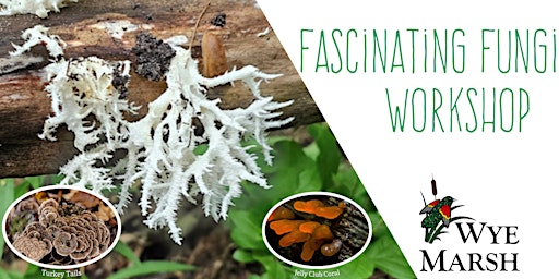 Hauptbild für Fascinating Fungi Workshop
