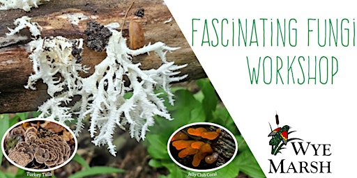 Immagine principale di Fascinating Fungi Workshop 