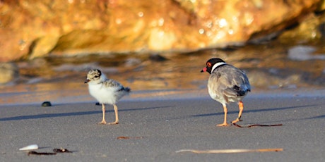 Copy of Hooded Plover Workshop - Maslin Beach primary image
