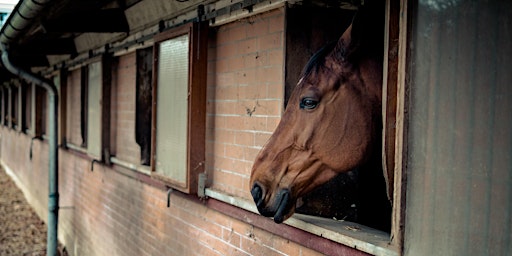 Image principale de Surviving Box Rest and Enriching Your Horse's Life