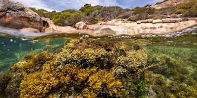 Image principale de Reef Reflections: Stories from the Great Southern Reef