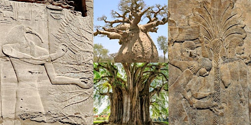 Imagem principal de Sacred Trees:Curative Powers,Myths-ZoomTalk-Dr James Rietveld-April 11, 8p