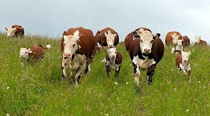 East Mids: Mob Grazing, with Anglian Water & Catchment Sensitive Farming