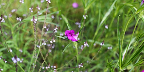 Weleda Medicinal Garden Tour