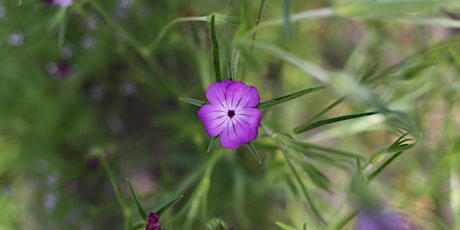 Weleda Medicinal Garden Tour