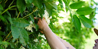 Primaire afbeelding van Hedgewitching in the Brecon Beacons