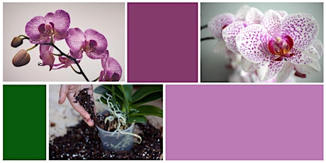 Orchid Care Talk