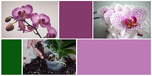 Hauptbild für Orchid Care Talk