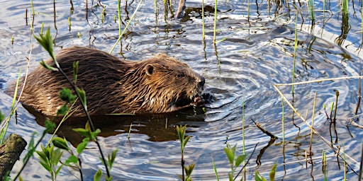 Imagem principal do evento Beaver Watch