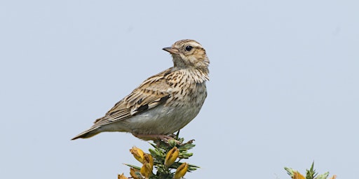 Singing birds of Shortheath: Dawn Chorus Walk primary image