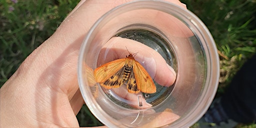Imagem principal de Ranger for a Day - Lepidoptera Monitoring