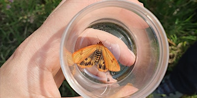 Hauptbild für Ranger for a Day - Lepidoptera Monitoring