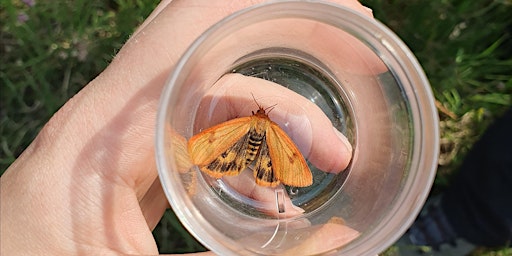 Primaire afbeelding van Ranger for a Day - Lepidoptera Monitoring