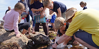 Immagine principale di World Ocean Day Rockpool Safari 