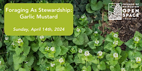 Foraging as Stewardship: Garlic Mustard // 4.14.24